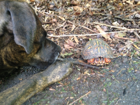 Momo found a wayward turtle.
