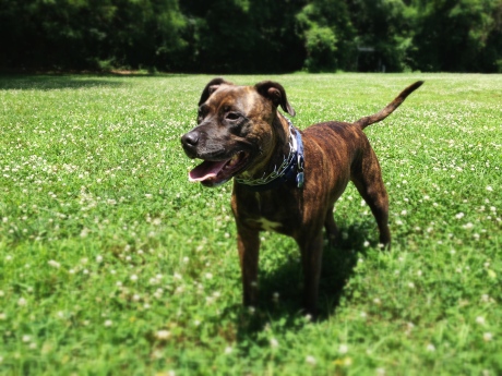 Momo, 6, is an American Staffordshire Terrier.